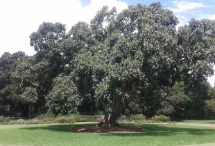 a centennial Magnolia at Botanical Gardens, courtesy pr/undercover
