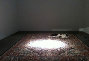Nina Beier, Tragedy, Persian rug, dog, edition of 3 (Galleries Bartlett, Monclova, Standard), courtesy photo pr/undercover